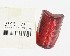  68090-95T (68090-39): Red lens, bee hive tail lamp - glass - NOS - WL, UL, EL, FL 39-46