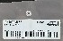   DN1000.4FZB (DN1000.4FZB): Jam nut, 10-32 - NOS - Buell S3 Thunderbolt, X1 Lightning '01-'02