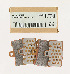   H0300.1AMB (H0300.1AMB): Brake pad set, front - SE 7  compound - NOS - Buell XB, 1125R